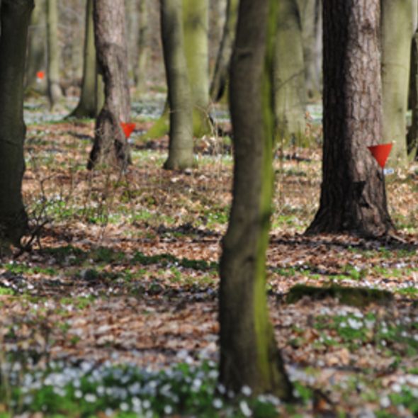 Bäume im historischen Waldlager mit Einritzungen von Häftlingen (© SBG, Foto: Stefan Erhard)