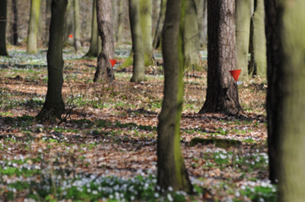 Bäume im historischen Waldlager mit Einritzungen von Häftlingen (© SBG, Foto: Stefan Erhard)